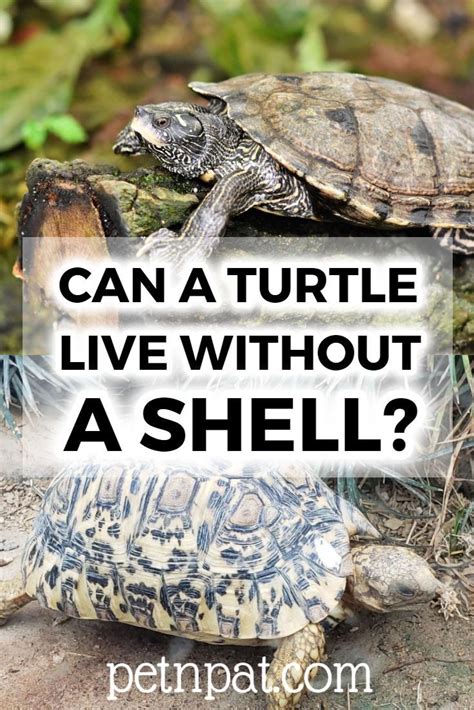 Can A Turtle Live Without Shell Are There Turtles Without Shells In