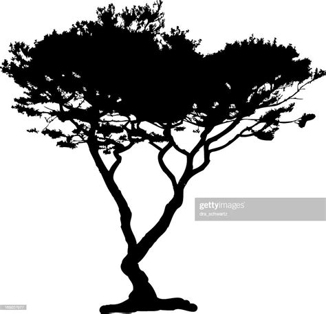 Acacia Tree Silhouette Vector High Res Vector Graphic Getty Images