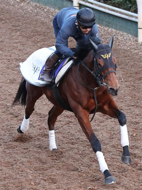 【朝日杯fs】ダノンタッチダウン軽快 安田隆師「フットワーク良かった」／g1追い切り速報 2歳馬特集 競馬 日刊スポーツ