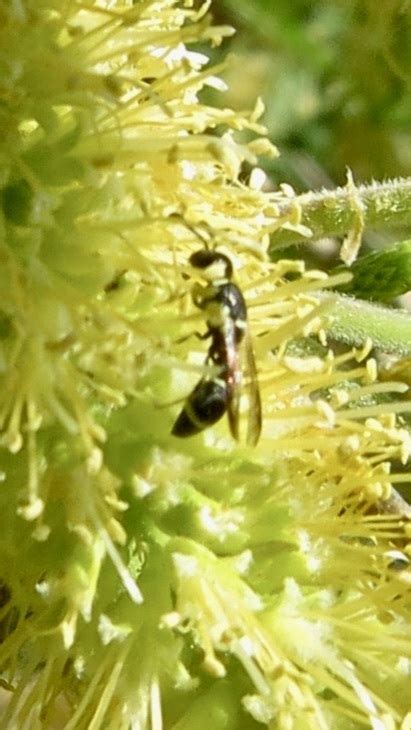 Microdynerus From South Mountain Village Phoenix Az Usa On May