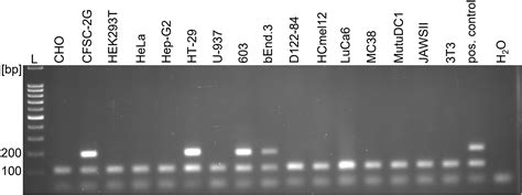 Mycoplasma Cell Culture Pcr At Cynthia Heather Blog