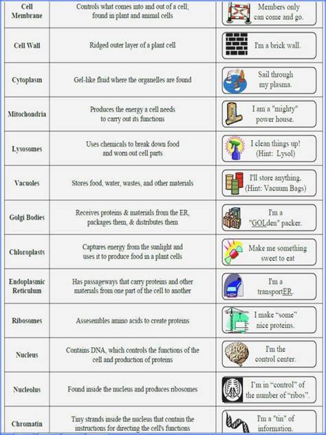 Cells and organelles worksheet awesome cell organelles and their ...