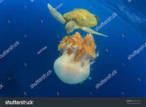 Turtle Eating Jellyfish