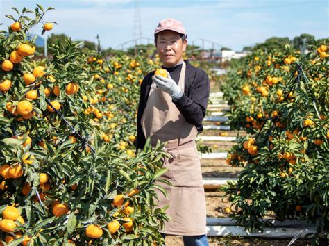 御浜町のみかん 青を編む｜三重県御浜町