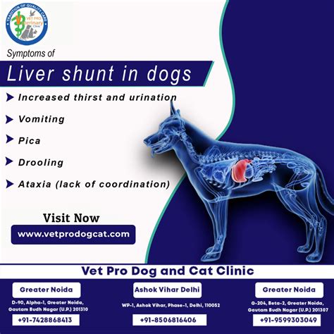 symptoms of liver shunt in dogs