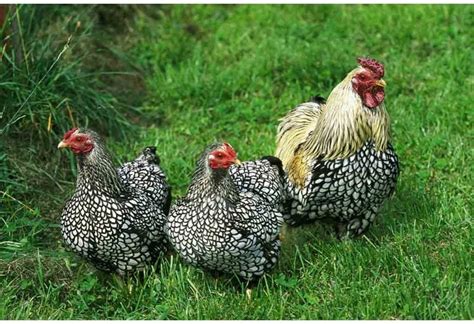 Silver Laced Wyandotte: Egg Production, Temperament and More...