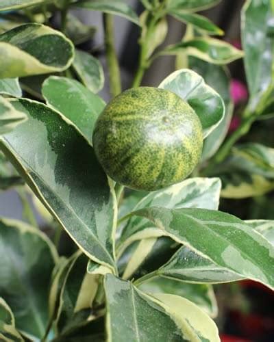 16 Dwarf Citrus Trees for Small Spaces – World of Garden Plants