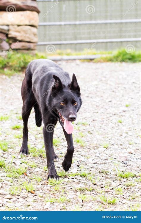 Black Sheep Dog Stock Image Image Of Pedigree Friend 85524299