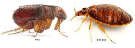 How To Tell Between Fleas And Bed Bugs Detection Prevention And