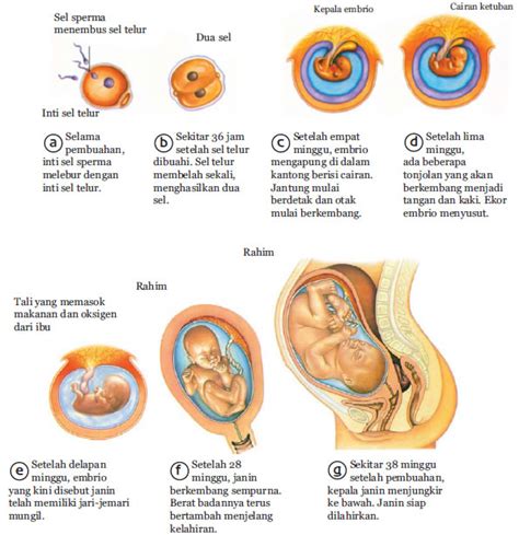 Gambar Fertilisasi Pada Manusia - 56+ Koleksi Gambar