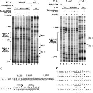 Protein Dna Interactions On The Pgk And Glut Enhancers Dna From