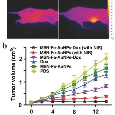 A In Vivo Photothermal Images Of Tumorbearing Mice Before And After