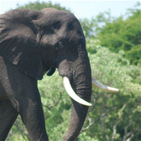 Elephant, African - Teeth - Fascinating Africa