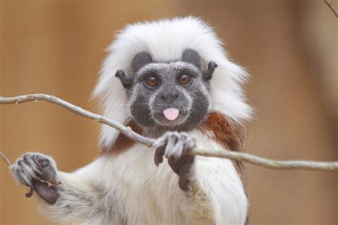 Save the cotton-top tamarin!