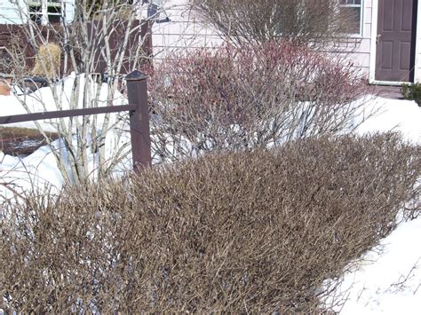 Talking to Plants: Pruning the Overgrown: Dappled Willow