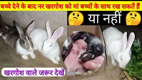 Male Rabbit Ko Female Rabbit Ya Bacchon Ke Sath Rakhna Chahiye Ya Nahin