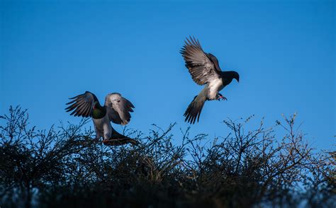 Kereru Gallery – Kereru Discovery Trust