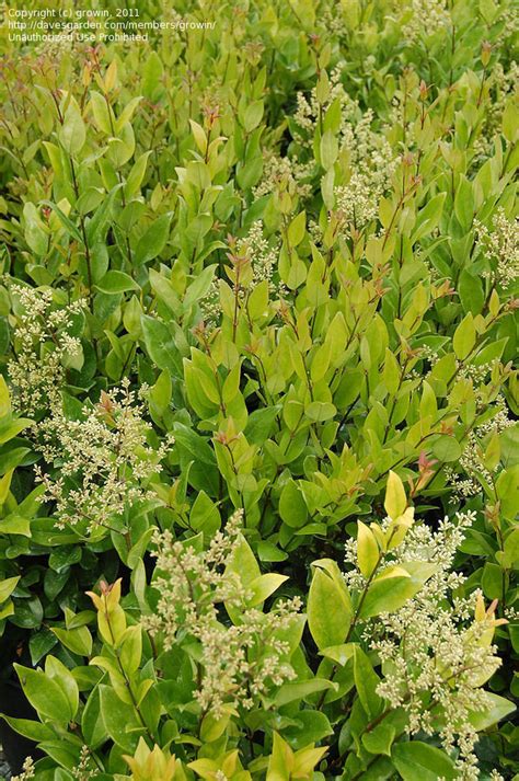 Plantfiles Pictures Japanese Privet Waxleaf Privet Ligustrum