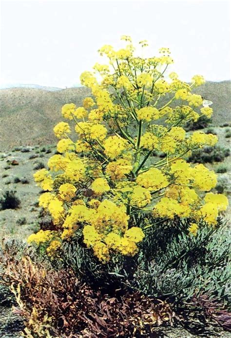 PlantFiles Pictures: Asafetida, Food of the Gods, Devil's Dung (Ferula ...