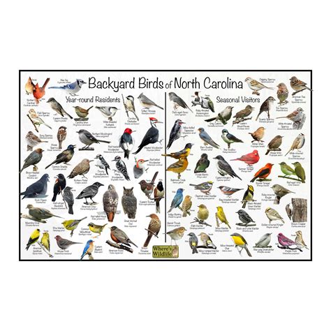 Backyard Birds of North Carolina Bird Identification Poster Divided by Year-round Residents ...