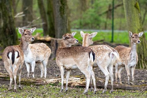 Fallow Deer Nature Free Photo On Pixabay Pixabay