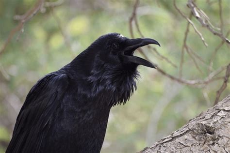 1201 Crows Scream Royalty Free Photos And Stock Images Shutterstock