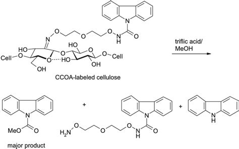 Scheme 16 Hydrolytic Cleavage Of Ccoa Labeled Cellulose By Triflic Acid Download Scientific