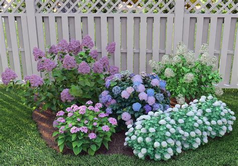 Hydrangea Gardens | Fasci Garden