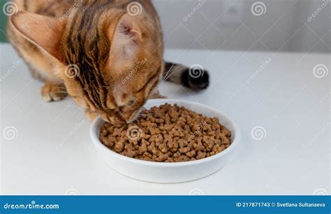 Bengal Cat Eats Dry Cat Food with Appetite Stock Image - Image of looks ...