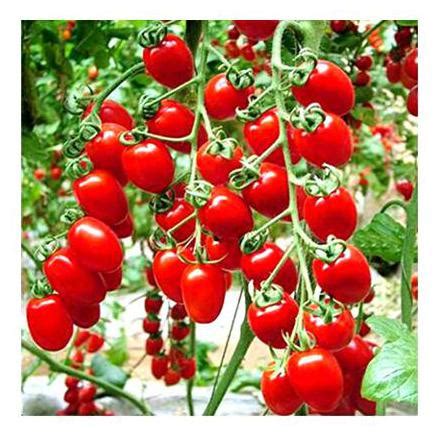 Buy Hybrid Cherry Tomato High Germination Seeds Pack Of Above 50