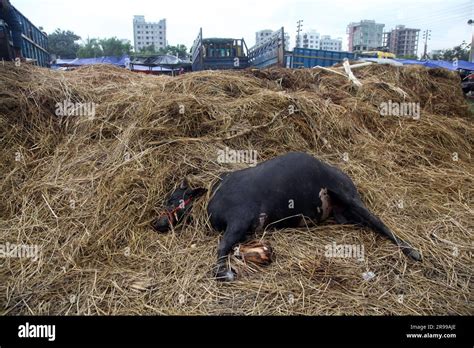 A Cow Died Of Strock Whiel Being Unloading From A Truck A Upcoming Eid