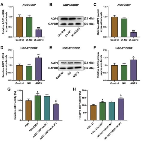 Klf Positively Modulated Aqp In Cddp Resistant Gc Cells A And B