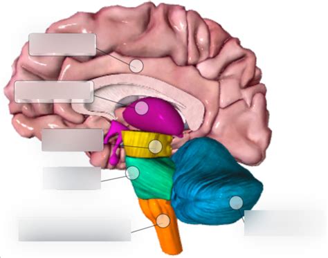 Regions of the Brain Diagram | Quizlet