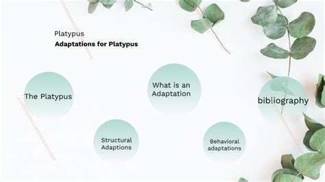 Platypus Adaptations by allanah nehme on Prezi