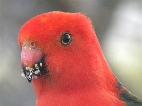 Australian King Parrot (Male) Free Photo Download | FreeImages