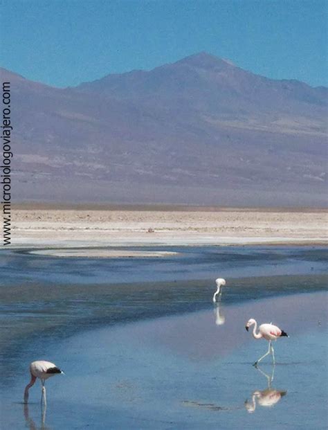 Las lagunas altiplánicas de San Pedro de Atacama Microbiólogo Viajero