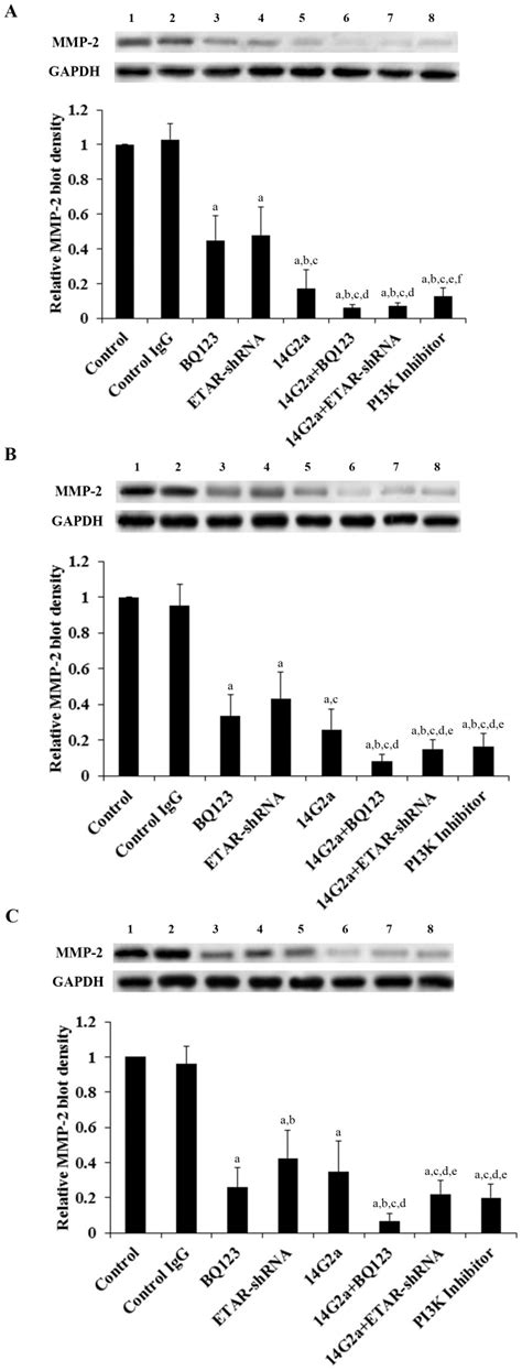 Mmp 2 Protein Levels Were Determined By Western Blot Analyses In In Download Scientific Diagram