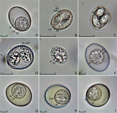 Photomicrographs Of Sporulated Oocysts And Sporocysts Of Avispora