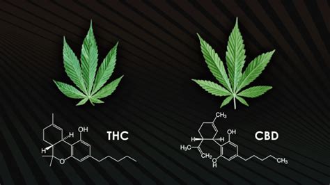 Der Unterschied zwischen CBD und THC Was Sie wissen müssen