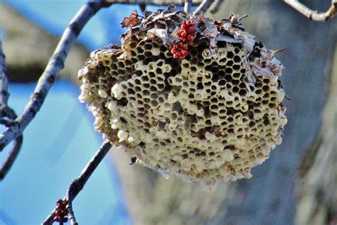 Wasp Nest by Paul-Simanauskas on DeviantArt