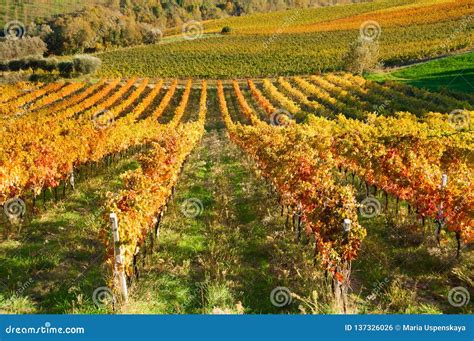 Colourful Vineyard On Hills In Fall Stock Photo Image Of Orange