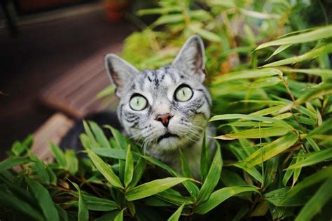 Surichinmoi Esk Szik Pazarl S Alejar Gatos De Las Plantas Seg T Tagol S