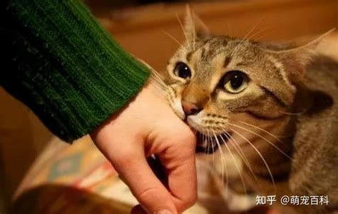 猫咪咬主人的手，其实是想告诉你这几件事 知乎