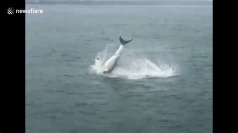 Great White Shark Breaches With Seal In Its Jaws Video Dailymotion