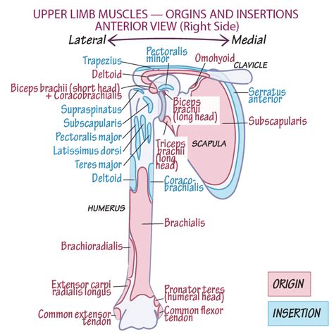 Gross Anatomy Glossary Origins Insertions Upper Extremity