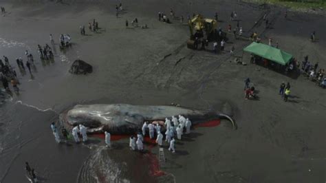 Un Tercer Cet Ceo Aparece Muerto Varado En Playa De Bali