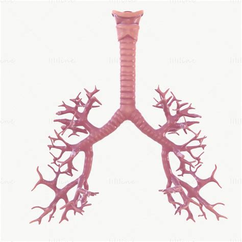 Respiratory System 3D Model with Animation