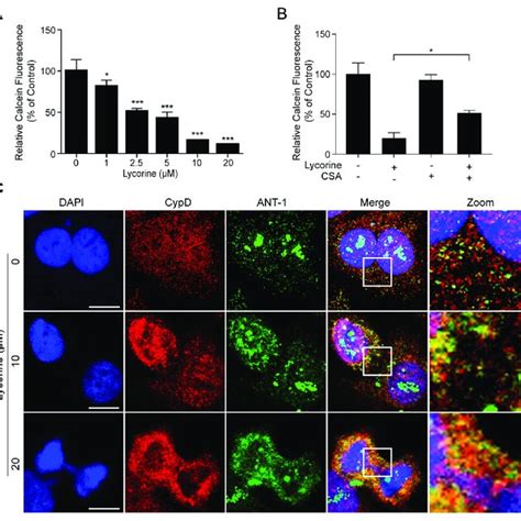 Lycorine Induced Mitochondrial Apoptosis In Hepg Cells A Hepg