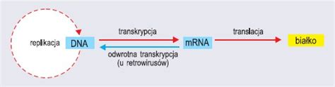 Biosynteza Kwasów Nukleinowych I Białek Przemiany Anaboliczne W Komórce Biologia Sciagapl