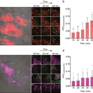 Co Localization Of FEx Nanoreactor With Lysosomes After Cellular